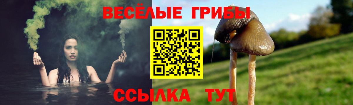 Галлюциногенные грибы Psilocybe  Вход с VPN  Выкса 